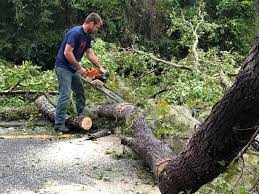 Prior Lake, MN  Tree Services Company