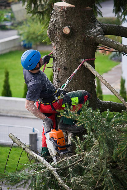 Best Palm Tree Trimming  in Prior Lake, MN